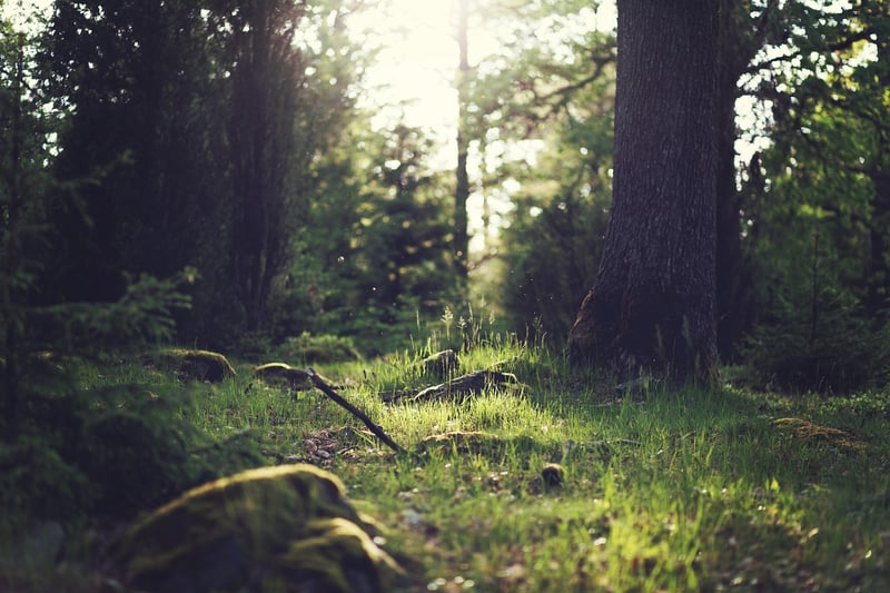 Forest Clearing Venue