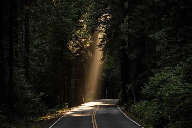 Magical Forest